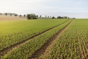 preparare il terreno per l’orto