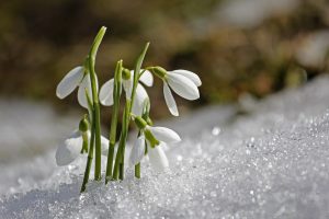 piante invernali