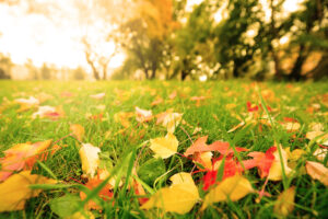 Cura del giardino in autunno