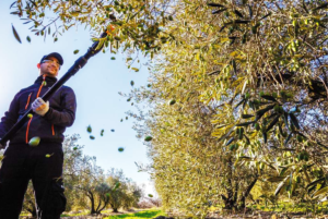 olive-olivella-raccoltaolive-bacchiatura-olio-abbacchiatore